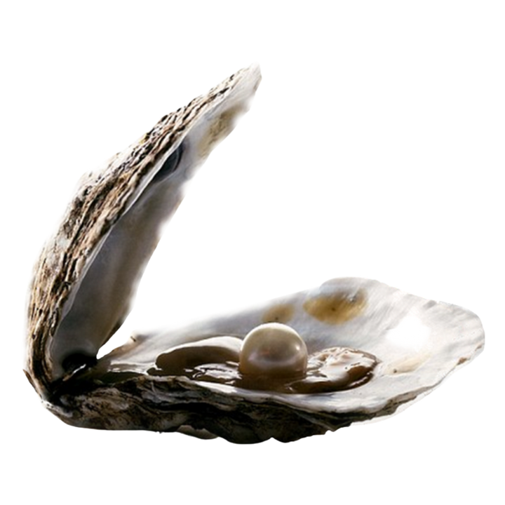 Pearl Oyster (Natural Colors) - Oyster with Pearl